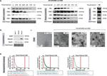 Alix Antibody in Western Blot (WB)