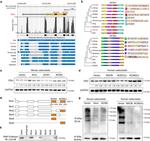Estrogen Receptor alpha Antibody in Western Blot, Immunoprecipitation (WB, IP)