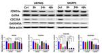 GATA4 Antibody in Western Blot (WB)