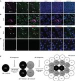 Nanog Antibody in Immunohistochemistry (IHC)