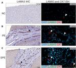 Laminin alpha-3 Antibody in Immunohistochemistry (Paraffin) (IHC (P))