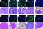 CD133 (Prominin-1) Antibody in Immunohistochemistry (IHC)