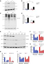 TOMM20 Antibody in Western Blot (WB)