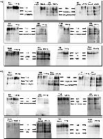 TRIF Antibody in Western Blot, Immunoprecipitation (WB, IP)