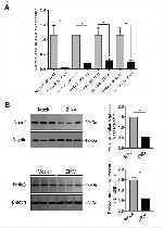 NOR-1 Antibody in Western Blot (WB)