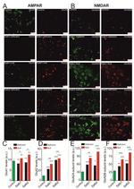 GluR1 Antibody in Immunocytochemistry (ICC/IF)