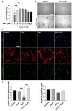 GFAP Antibody in Immunocytochemistry (ICC/IF)