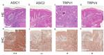 TRPV1 Antibody in Immunohistochemistry (IHC)