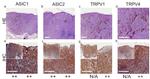 ASIC2 Antibody in Immunohistochemistry (IHC)