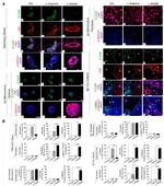 Vimentin Antibody in Immunocytochemistry (ICC/IF)