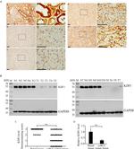 KDF1 Antibody in Western Blot, Immunohistochemistry (Paraffin) (WB, IHC (P))