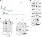 DDX23 Antibody in Western Blot (WB)