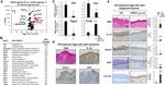 IL-19 Antibody in Immunohistochemistry (Paraffin) (IHC (P))