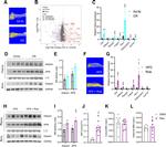 Adiponectin Antibody in Western Blot (WB)