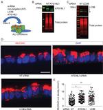 MUC5AC Antibody in Western Blot (WB)