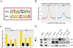 c-Jun Antibody in Western Blot, Immunoprecipitation (WB, IP)