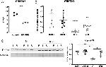 A2BP1 Antibody in Western Blot (WB)