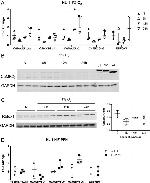 A2BP1 Antibody in Western Blot (WB)