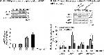 GAPDH Antibody in Western Blot (WB)