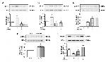 Phospho-IRE1 alpha (Ser724) Antibody in Western Blot (WB)