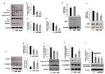 Phospho-NLRP3 (Ser295) Antibody in Western Blot (WB)