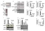 Phospho-NLRP3 (Ser295) Antibody in Western Blot (WB)