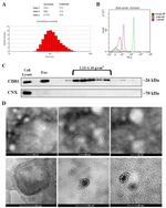 CD81 Antibody in Western Blot (WB)