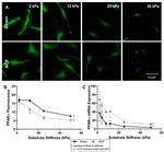 PPAR gamma Antibody in Immunocytochemistry (ICC/IF)