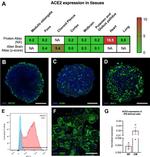 Cardiac Troponin T Antibody in Immunocytochemistry, Flow Cytometry (ICC/IF, Flow)