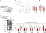 ADAMTS5 Antibody in Western Blot (WB)