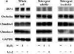 Occludin Antibody in Western Blot (WB)