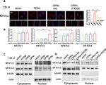 NFATC1 Antibody in Immunocytochemistry (ICC/IF)