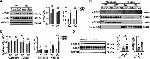 Phospho-ETS2 (Thr72) Antibody in Western Blot (WB)