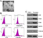 CD81 Antibody in Flow Cytometry (Flow)