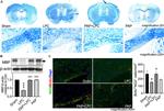 NG2 Antibody in Immunohistochemistry (PFA fixed) (IHC (PFA))