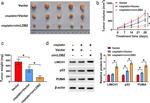 LIMCH1 Antibody in Western Blot (WB)