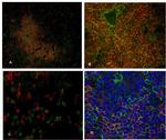 CD8 alpha Antibody in Immunohistochemistry (Frozen) (IHC (F))