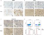 SIGLEC15 Antibody in Immunohistochemistry (IHC)