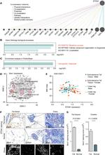 SALF Antibody in Immunohistochemistry (IHC)