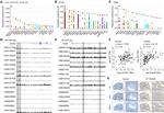 SALF Antibody in Immunohistochemistry (IHC)