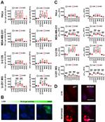 p21 Antibody in Immunocytochemistry (ICC/IF)