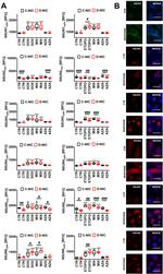 NSUN3 Antibody in Immunocytochemistry (ICC/IF)