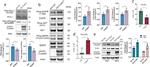 Phospho-Ezrin (Thr567) Antibody in Western Blot (WB)