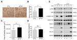 Cardiac Troponin T Antibody in Western Blot (WB)