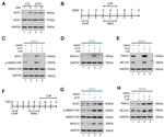 Cardiac Troponin T Antibody in Western Blot (WB)