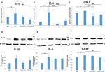 GFAP Antibody in Western Blot (WB)