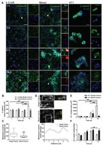 beta Catenin Antibody in Immunocytochemistry (ICC/IF)