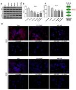 Phospho-AKT1/AKT2/AKT3 (Ser473) Antibody in Western Blot (WB)