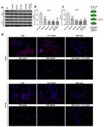 Phospho-mTOR (Ser2448) Antibody in Western Blot, Immunocytochemistry (WB, ICC/IF)