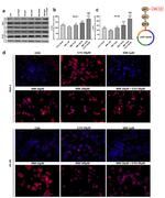 Phospho-p53 (Ser15) Antibody in Western Blot, Immunocytochemistry (WB, ICC/IF)